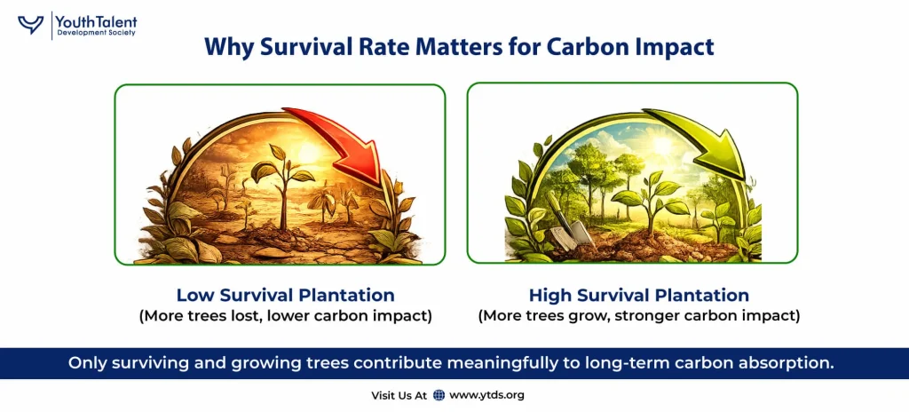 Why Survival Rate Matters for Carbon Offset Claims