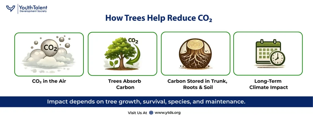How Trees Help Reduce CO2