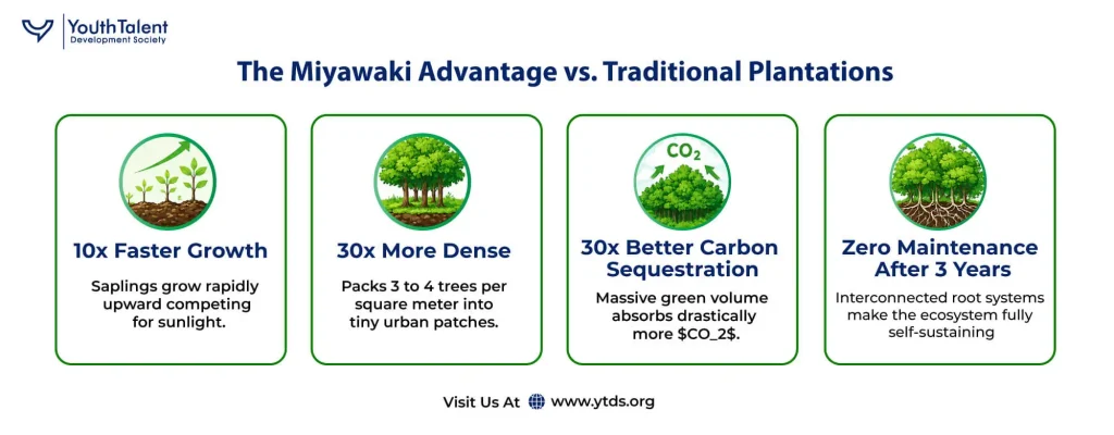 miyawaki vs traditional plantation